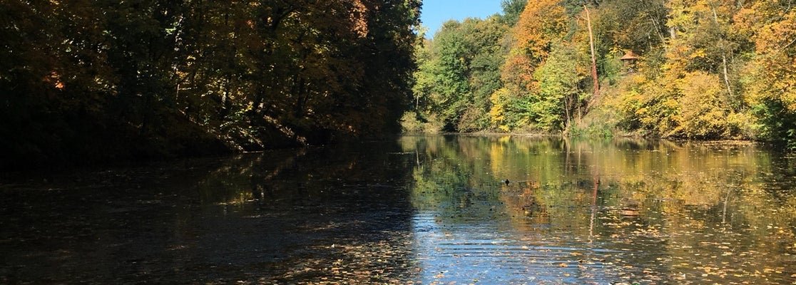 «Yo‘ldosh» mavzesi hududida dendropark tashkil etish rejalashtirilmoqda — Toshkent shahar hokimligi