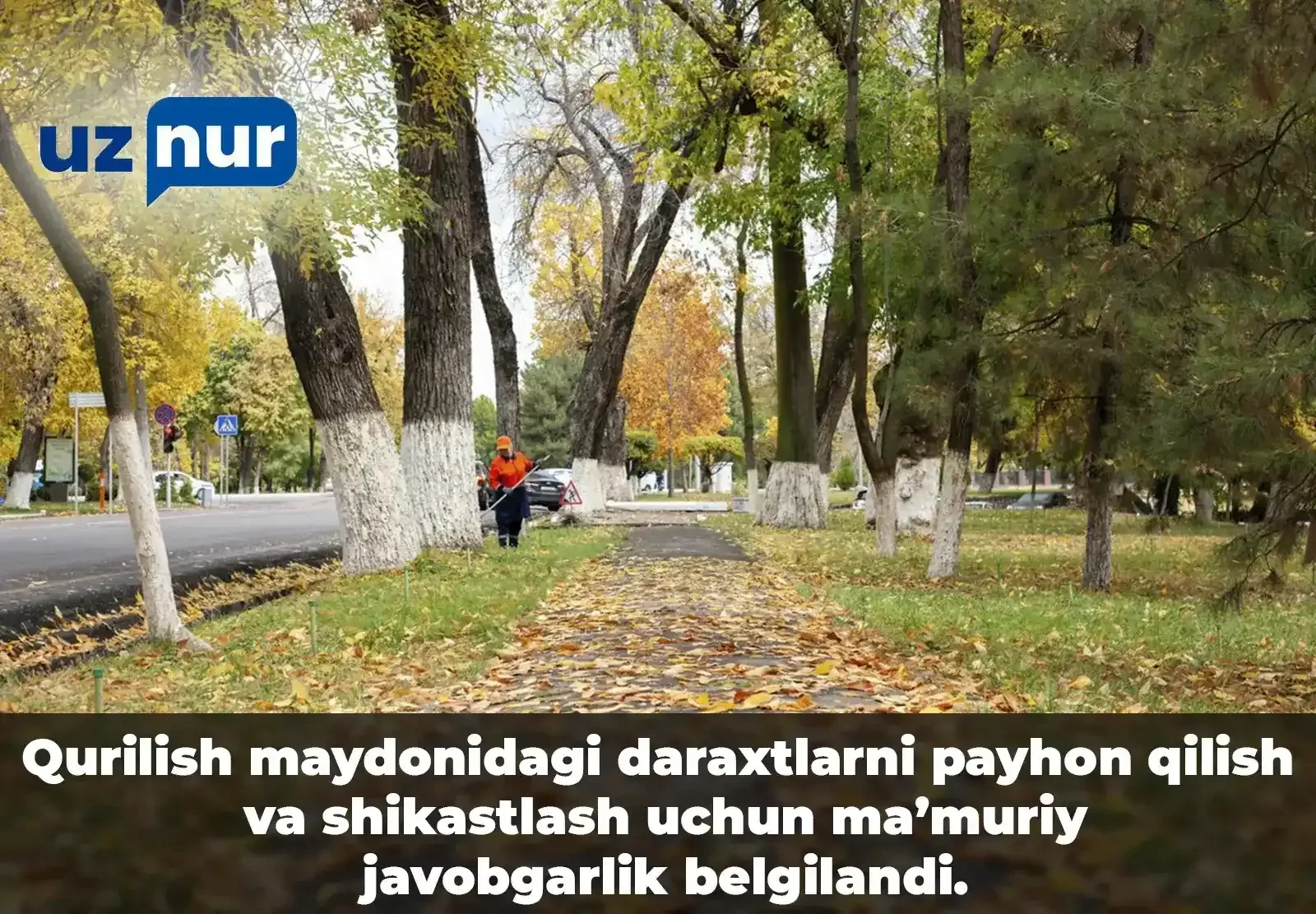 Qurilish maydonidagi daraxtlarni payhon qilish va shikastlash uchun ma’muriy javobgarlik belgilandi