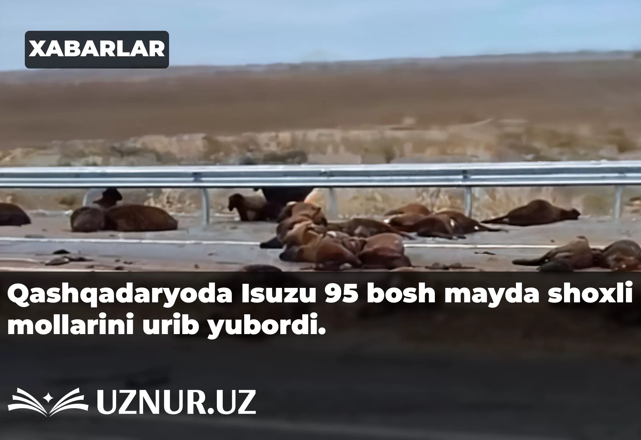 Qashqadaryoda Isuzu 95 bosh mayda shoxli mollarini urib yubordi