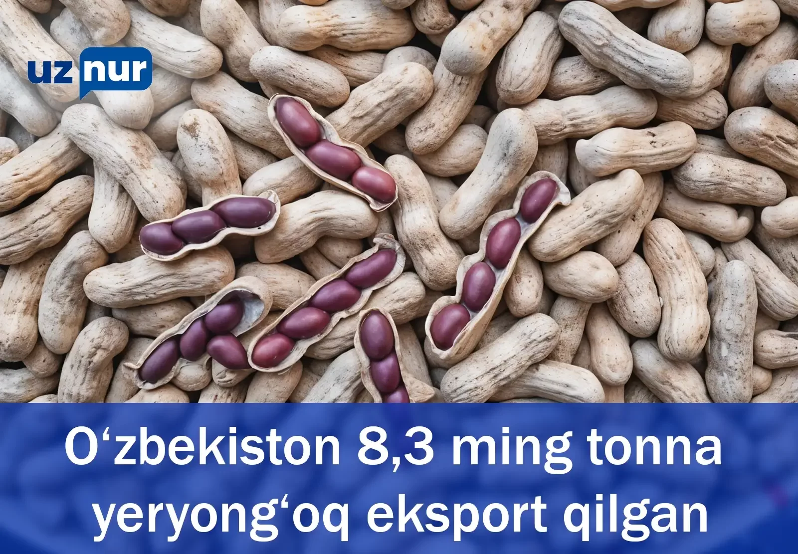 O‘zbekiston 8,3 ming tonna yeryong‘oq eksport qilgan