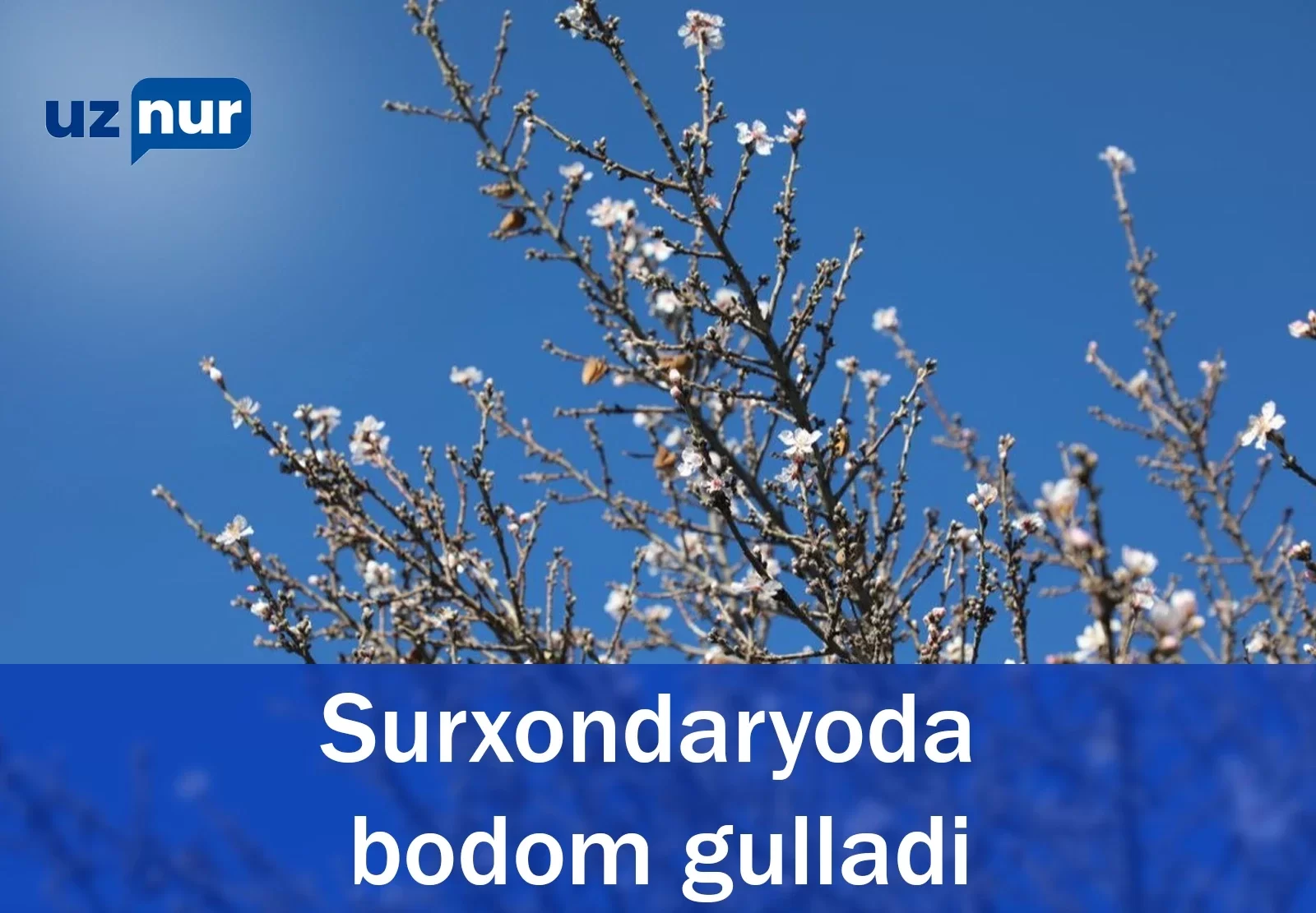 Surxondaryoda bodom gulladi