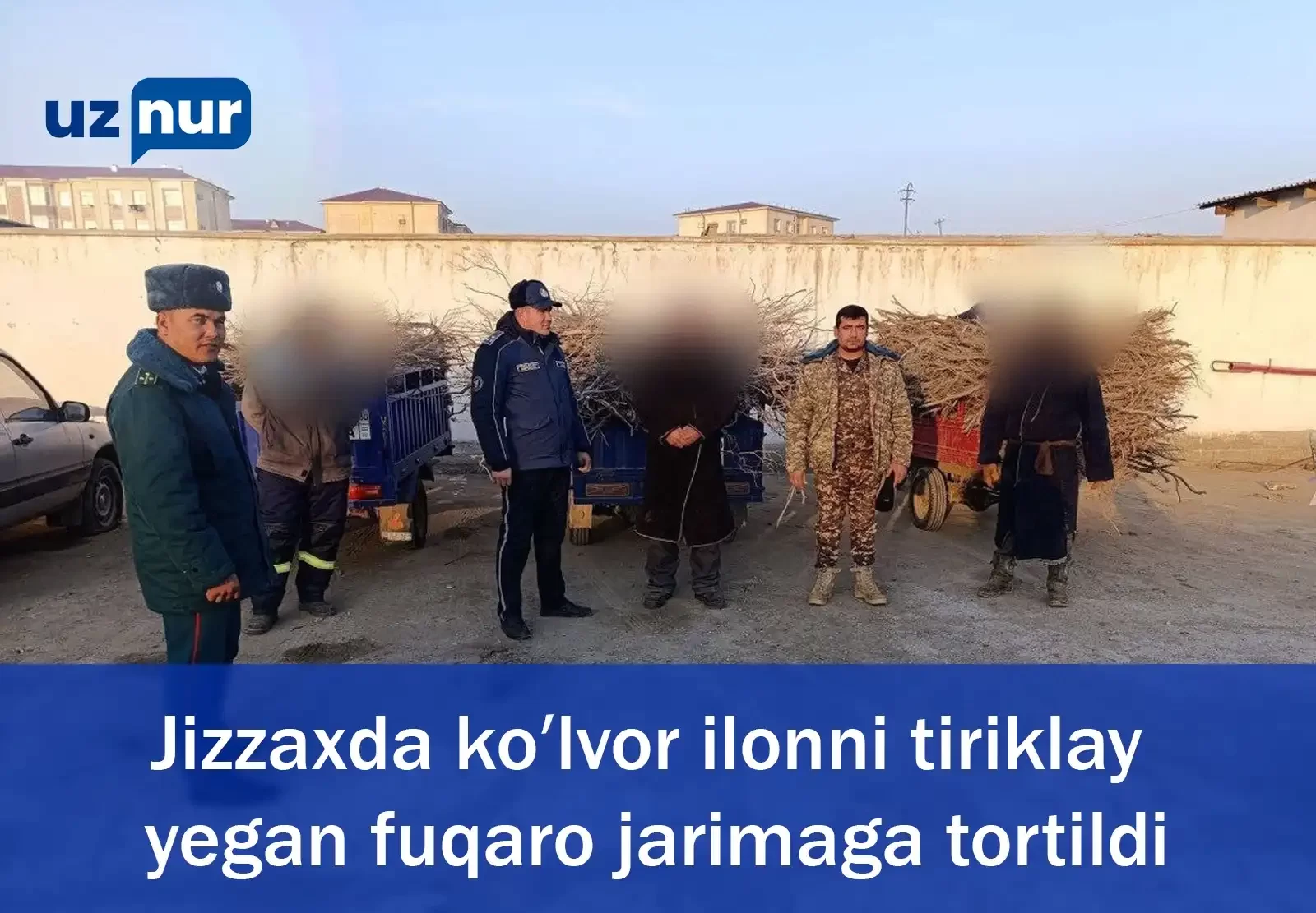 Jizzaxda koʻlvor ilonni tiriklay yegan fuqaro jarimaga tortildi