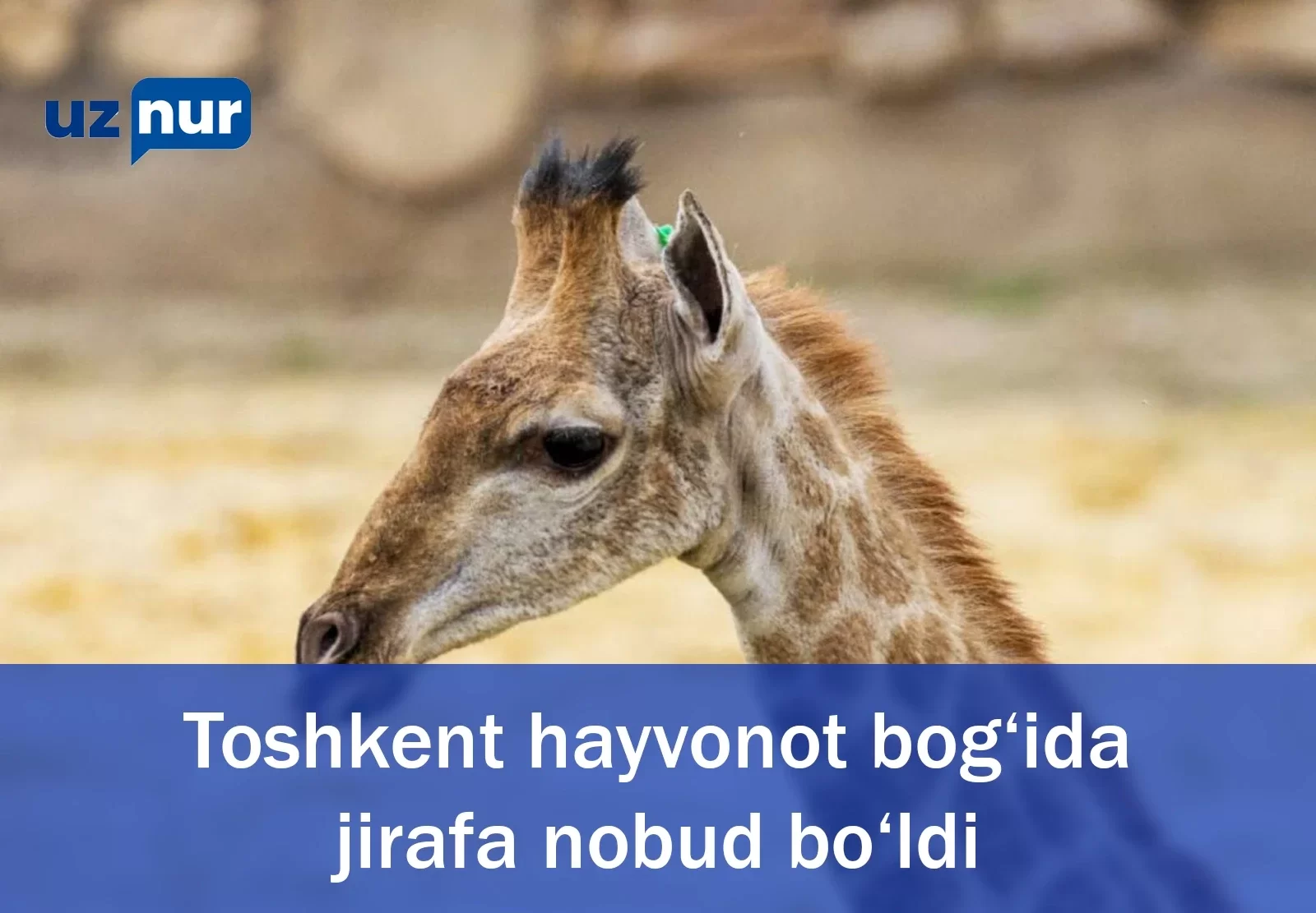 Toshkent hayvonot bog‘ida jirafa nobud bo‘ldi