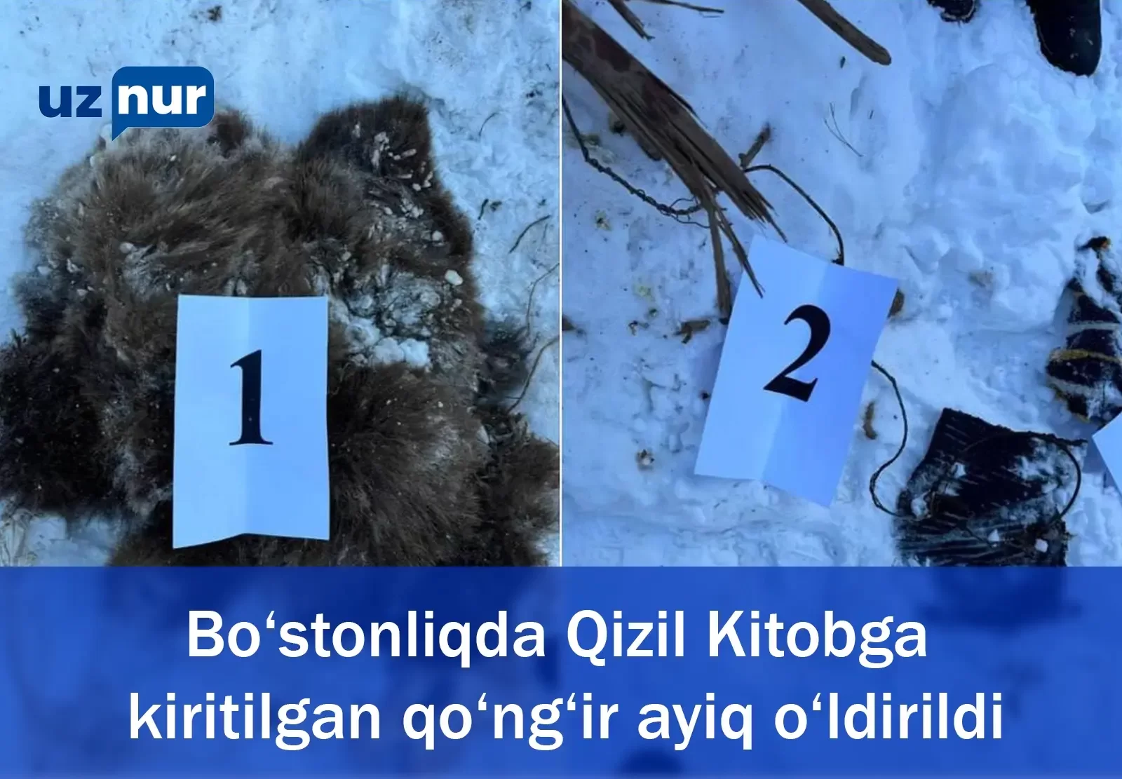 Bo‘stonliqda Qizil Kitobga kiritilgan qo‘ng‘ir ayiq o‘ldirildi