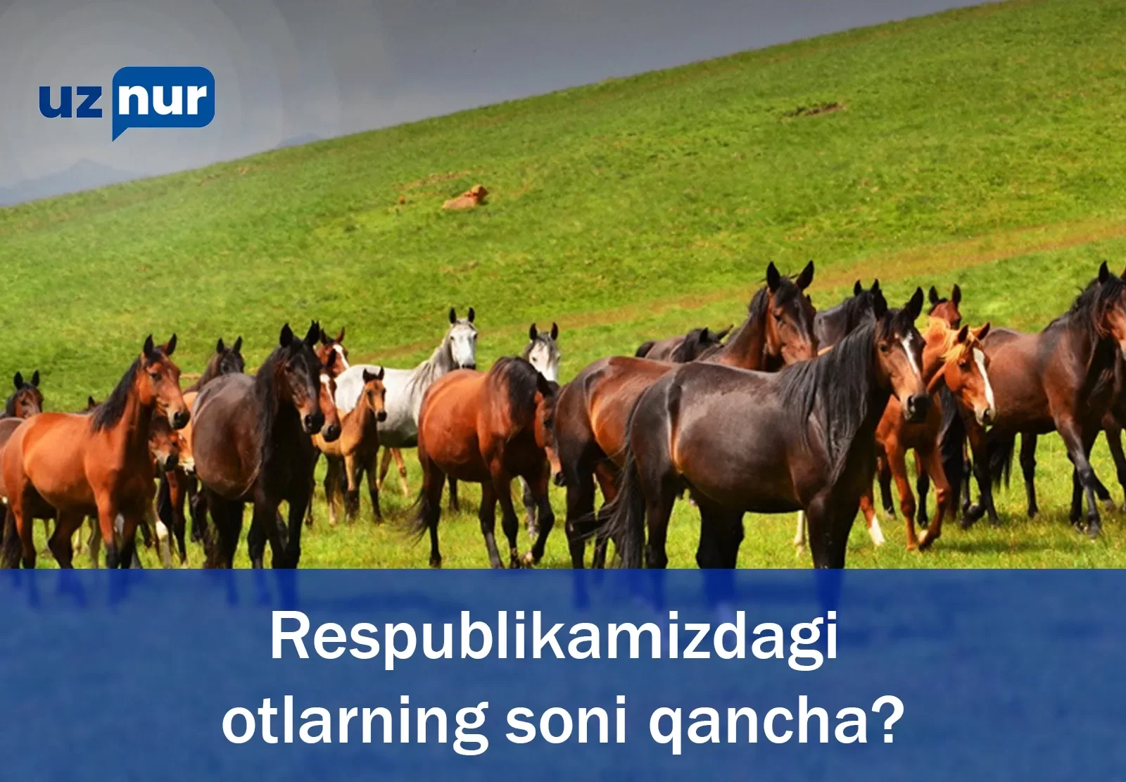 Respublikamizdagi otlarning soni qancha?