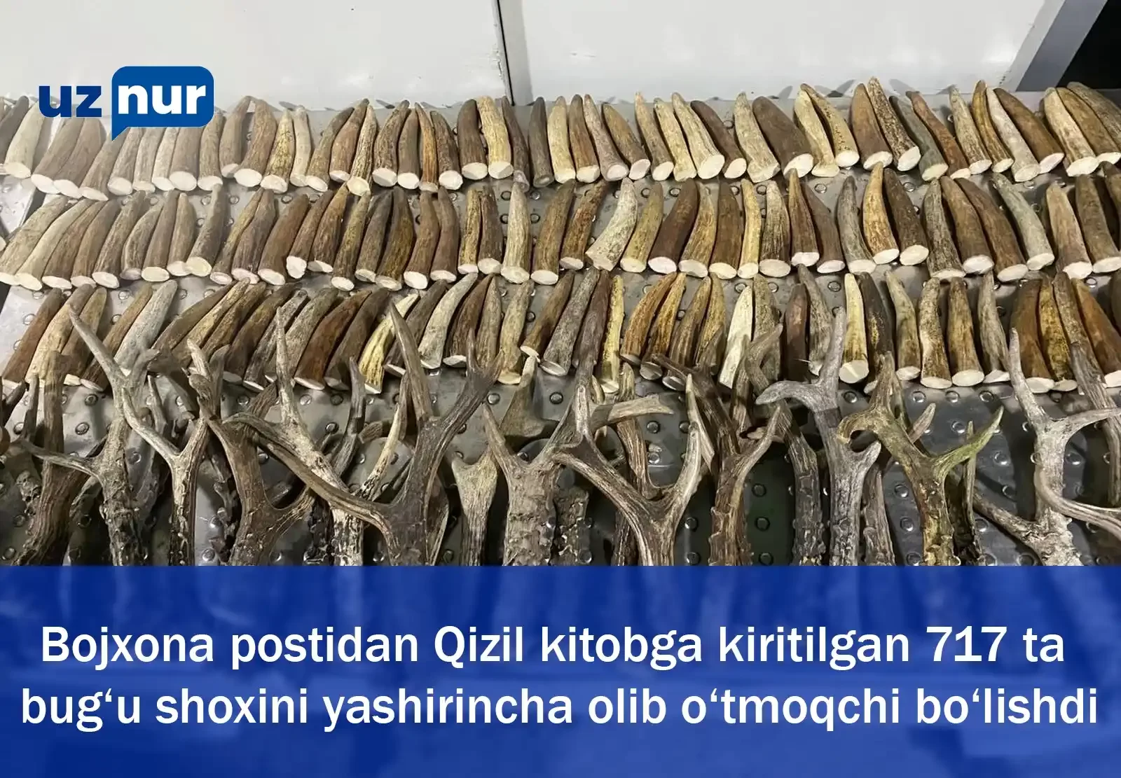 Bojxona postidan Qizil kitobga kiritilgan 717 ta bug‘u shoxini yashirincha olib o‘tmoqchi bo‘lishdi