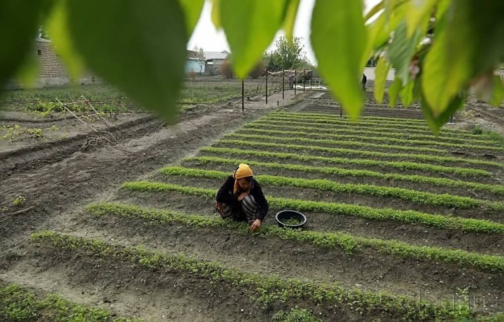 Endi tomorqasini qarovsiz qoldirganlar uch karra soliq to'laydi UzNur.uz