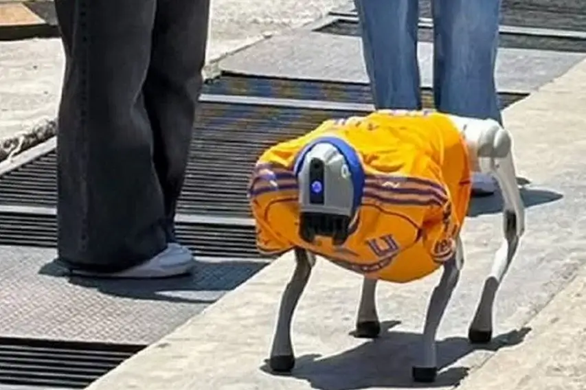 Meksikada robot-it hayvonlarga mehr ulashmoqda