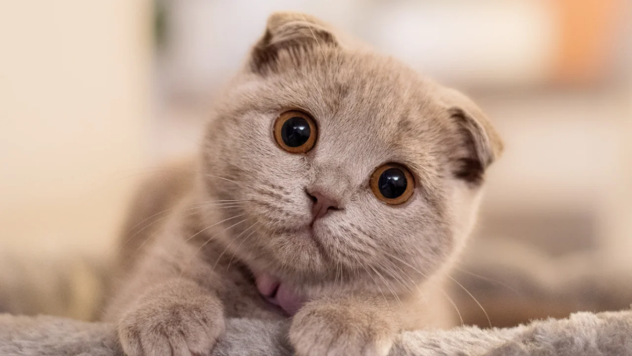 Eng kam uchraydigan mushuk laqablari nomlandi