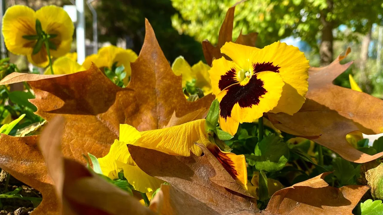 Hafta boshida qanday ob-havo bo‘lishi kutilmoqda?