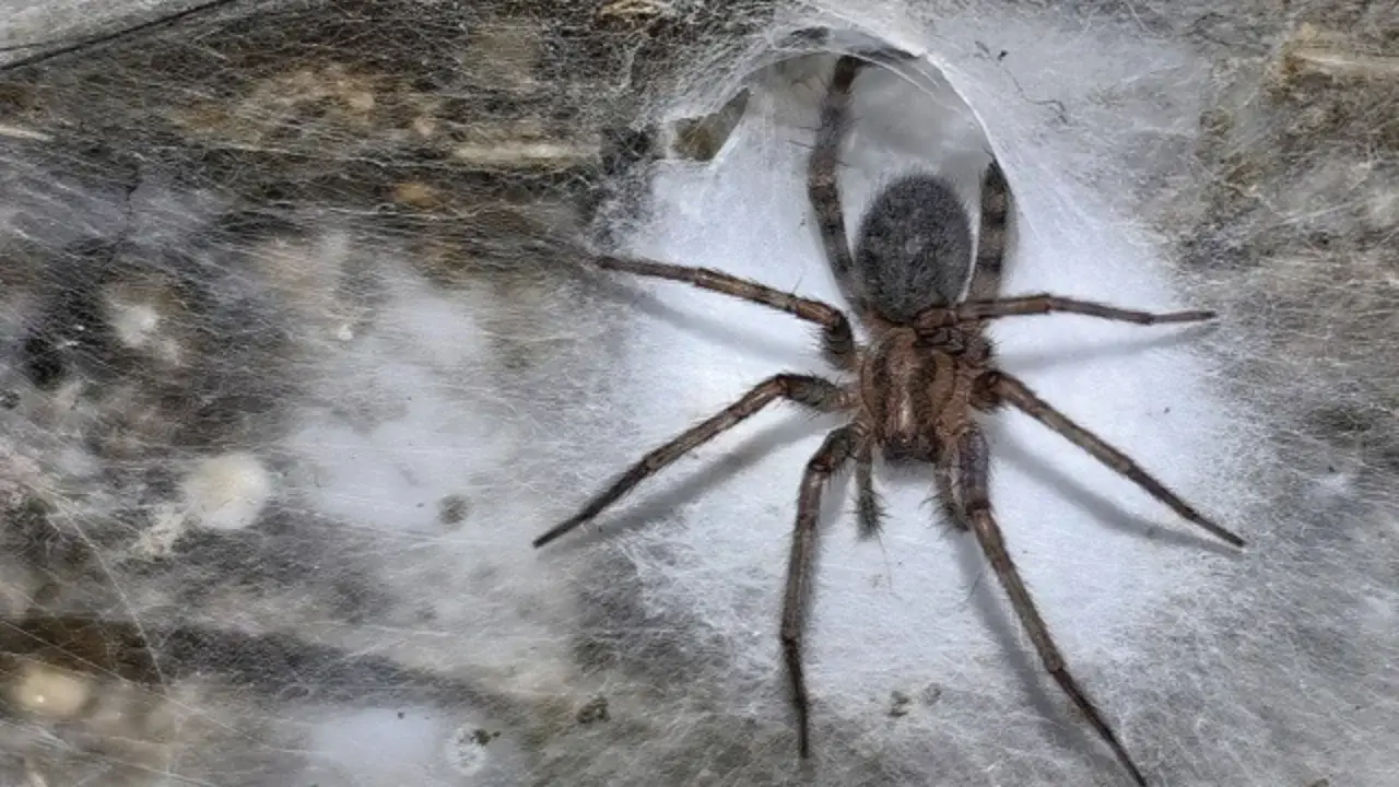 Qorong‘u g‘ordan dunyodagi eng katta to‘r topildi