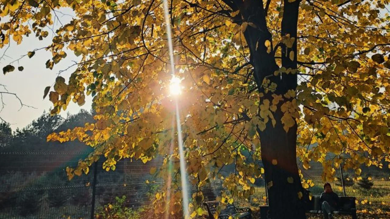 11 noyabrda harorat 20 darajagacha ko‘tariladi