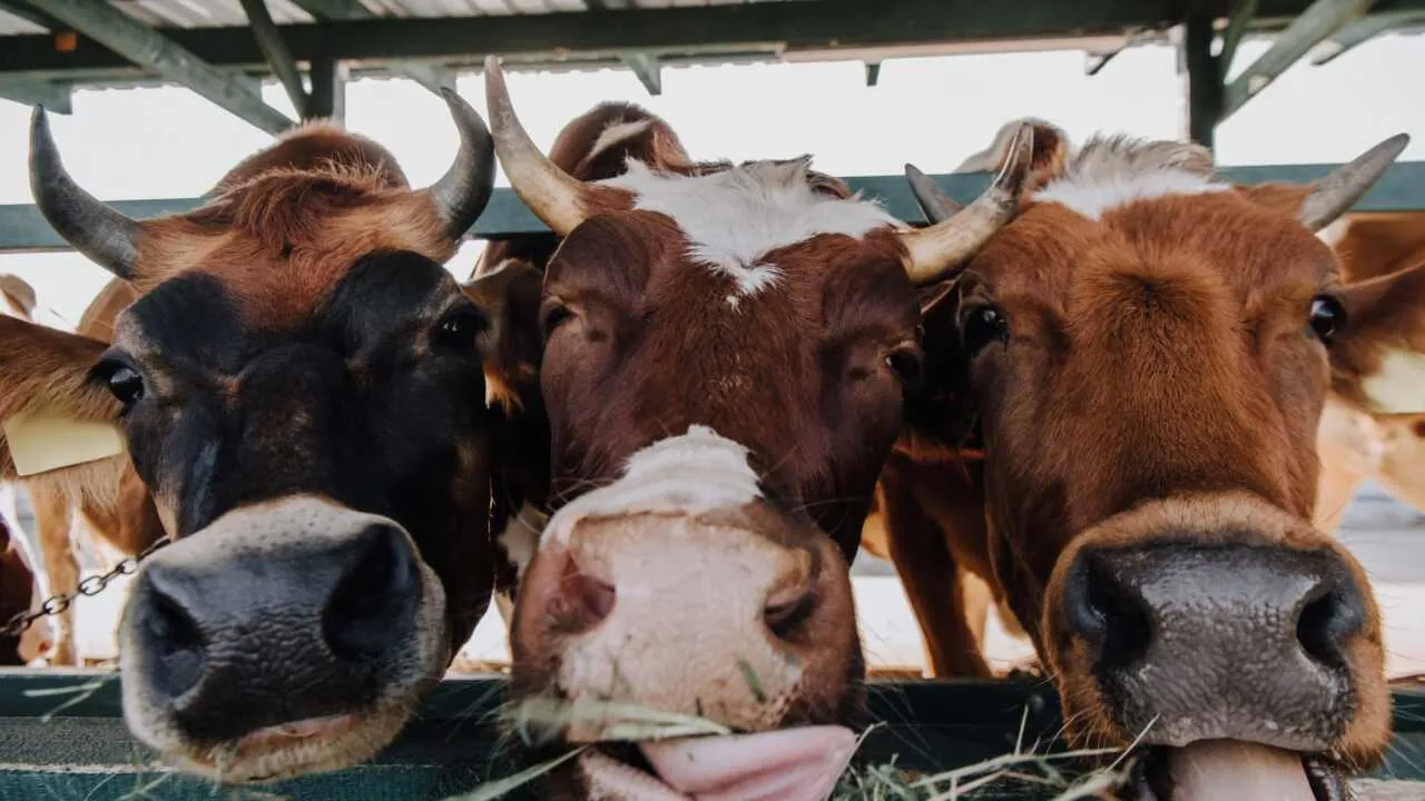 Rossiya O‘zbekistonga jonli hayvonlar eksportini 13 barobar oshirdi