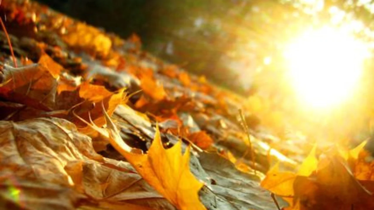 Ertaga kun iliqlashadi: ayrim viloyatlarda 22 darajagacha isiyd