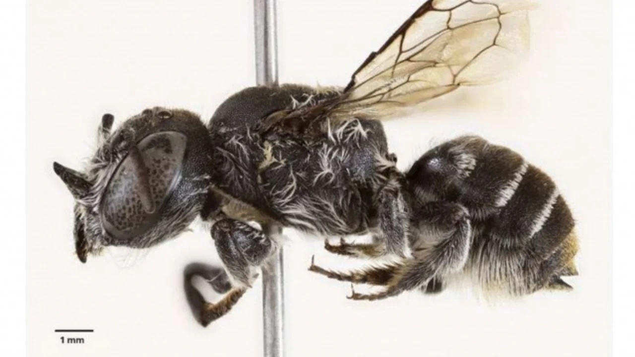 Avstraliyada shayton shoxiga o‘xshash asalari topildi