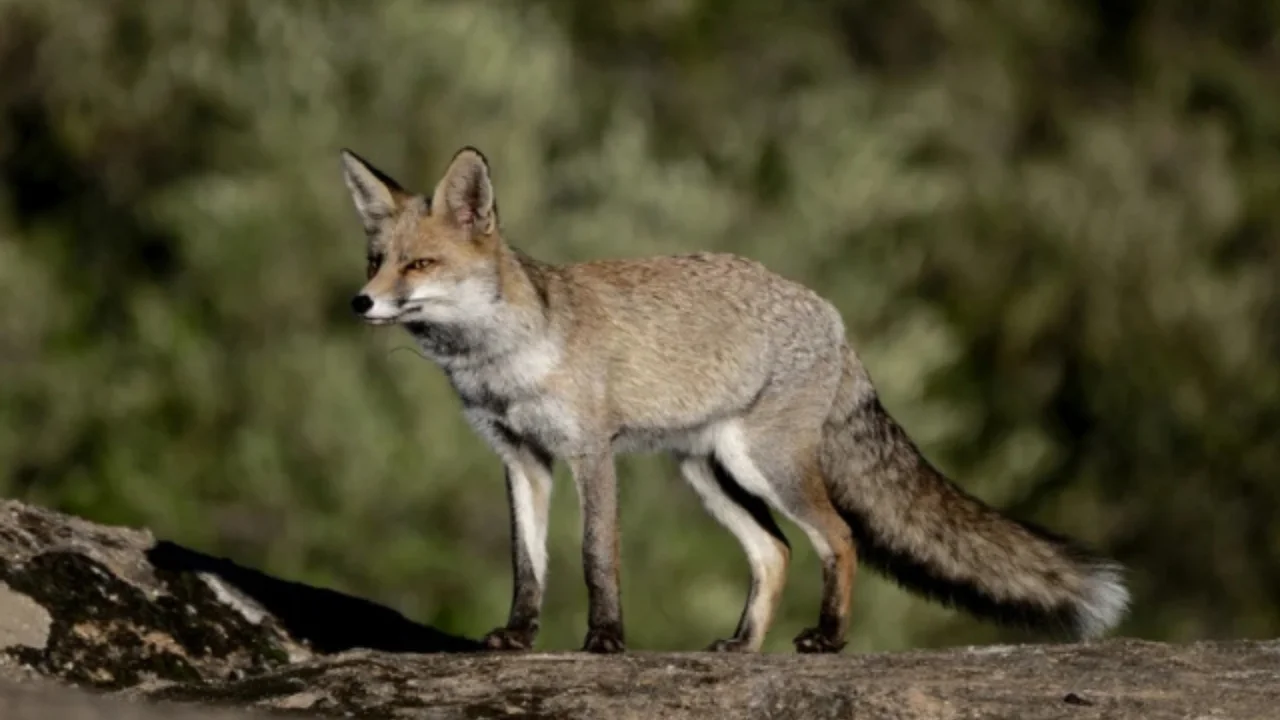 Qozog‘istonda tulkilar bolalarga hujum qildi: ikki o‘quvchi jabrlandi