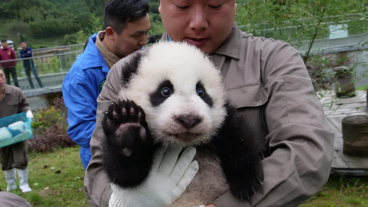 Xitoyda 10 yil ichida pitomniklarda pandalar soni ikki baravar ko‘paydi