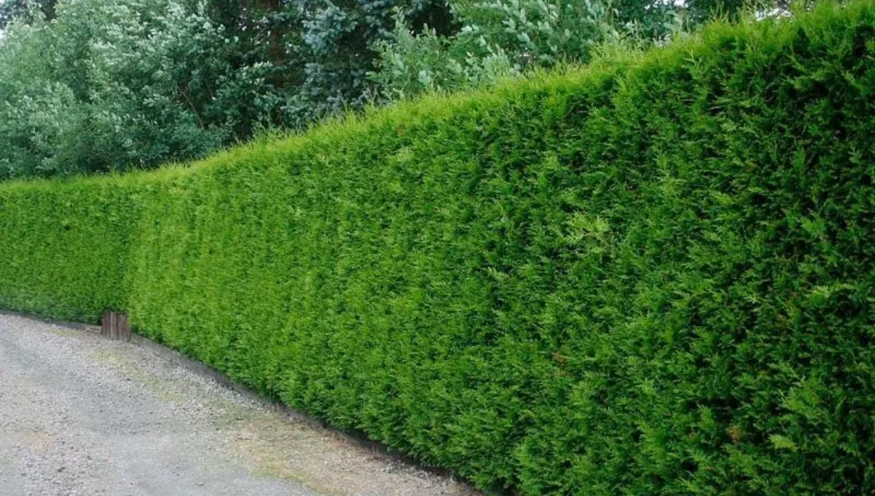 Toshkent uchun «Yashil koridor»: 700 ta chorrahada sun’iy intellekt!