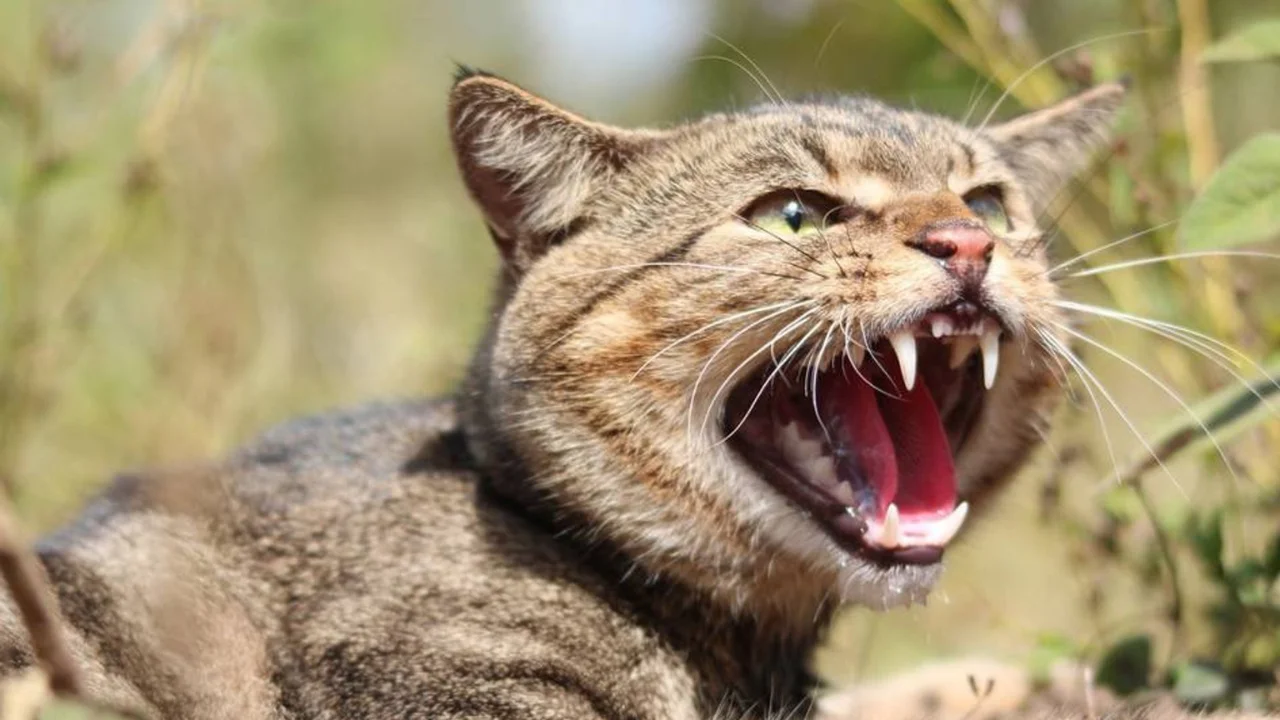 Yangi Zelandiya yovvoyi mushuklarga qarshi qat’iy reja boshladi