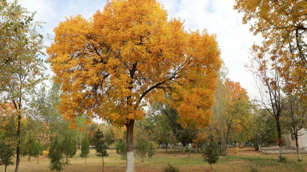 Dam olish kunlari O‘zbekistonda havo yana sovushi kutilyapti