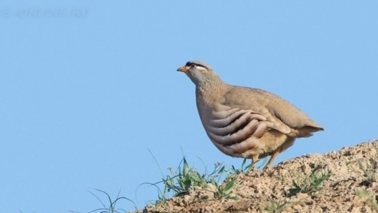 Tojikiston 2026-yil qushini tanladi