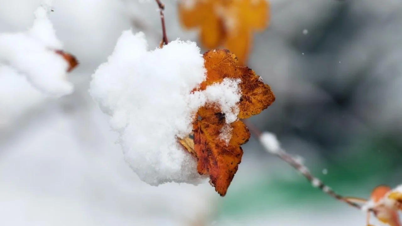 O‘zbekistonda qish qanday ob-havo bilan boshlanishi e’lon qilindi