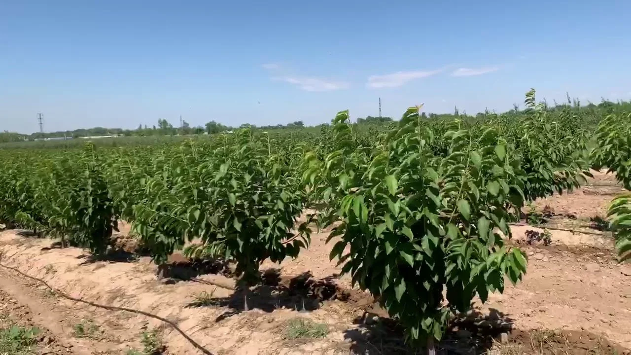Havo sifatini yaxshilashda daraxtlar muhim rol o‘ynaydi