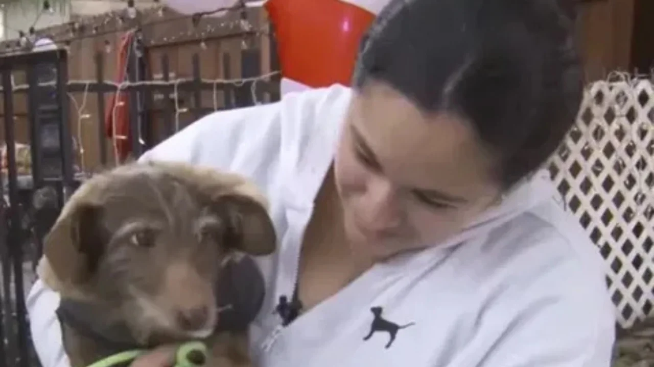 AQSHda deyarli besh yil oldin yo‘qolgan Choko laqabli it uyidan uch ming km uzoqlikda topildi