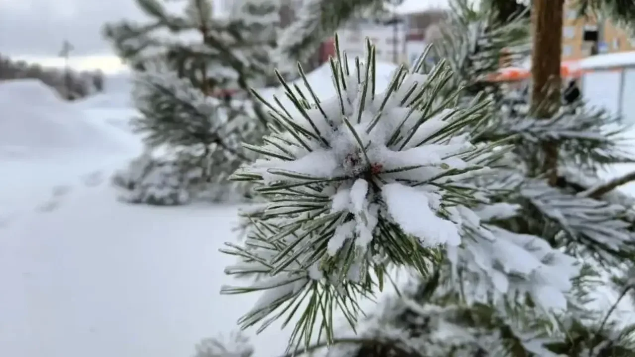 Ertaga ayrim hududlarda qor yog‘ishi kutilmoqda