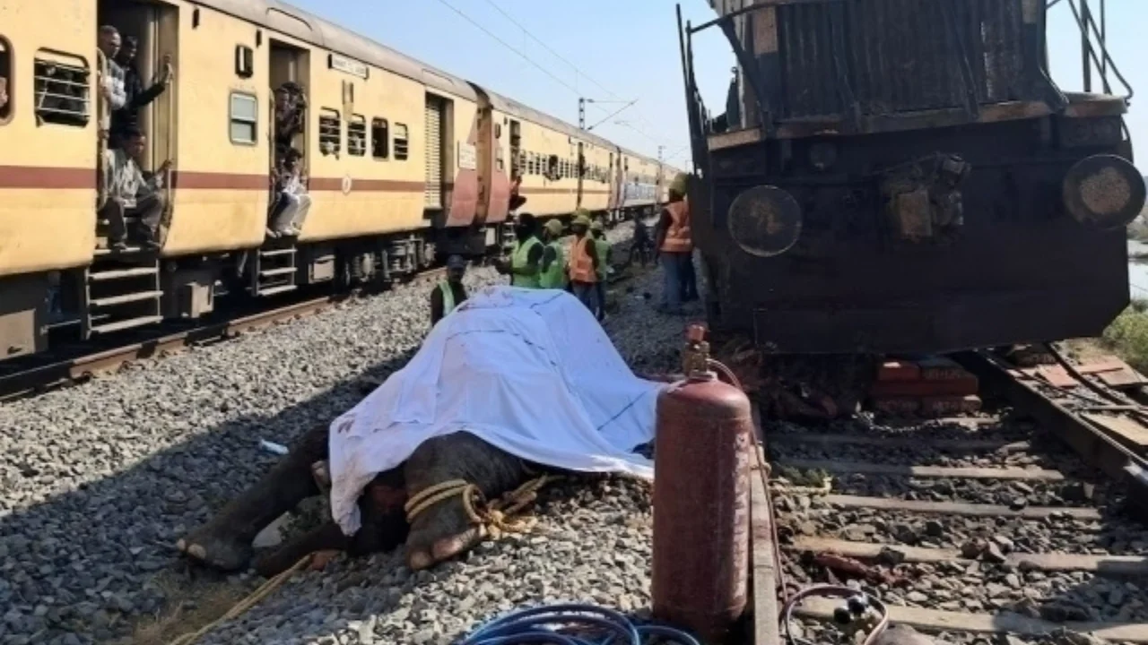 Hindistonda poyezd fillar galasini bosib ketdi