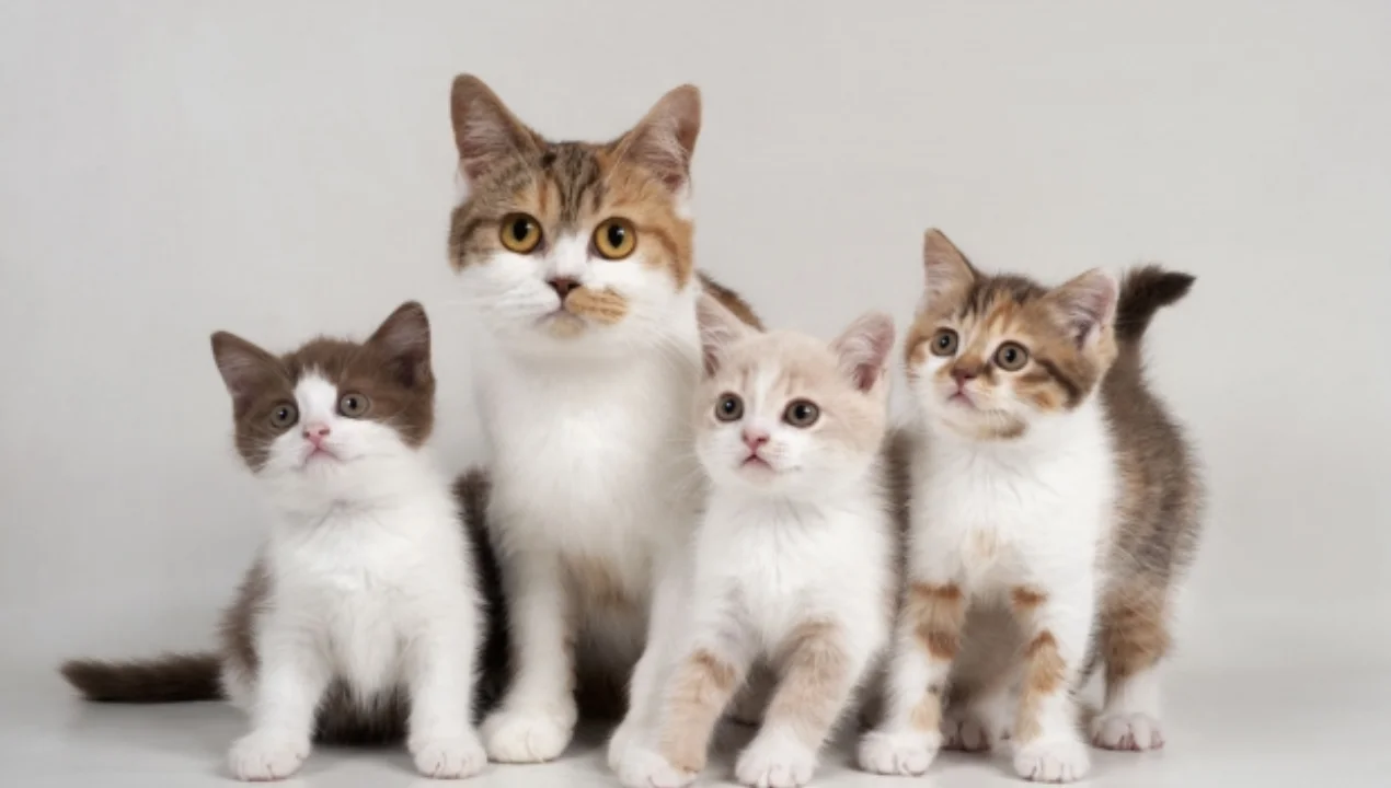 Mushuklar nega g‘alati tuyuladi: ular haqida siz bilmagan haqiqatlar