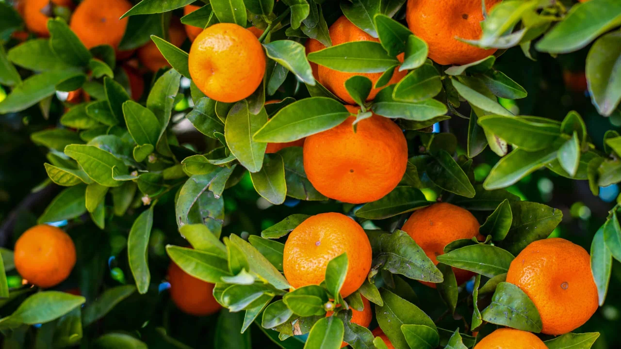 Mandarin importida qaysi davlatlar yetakchi?