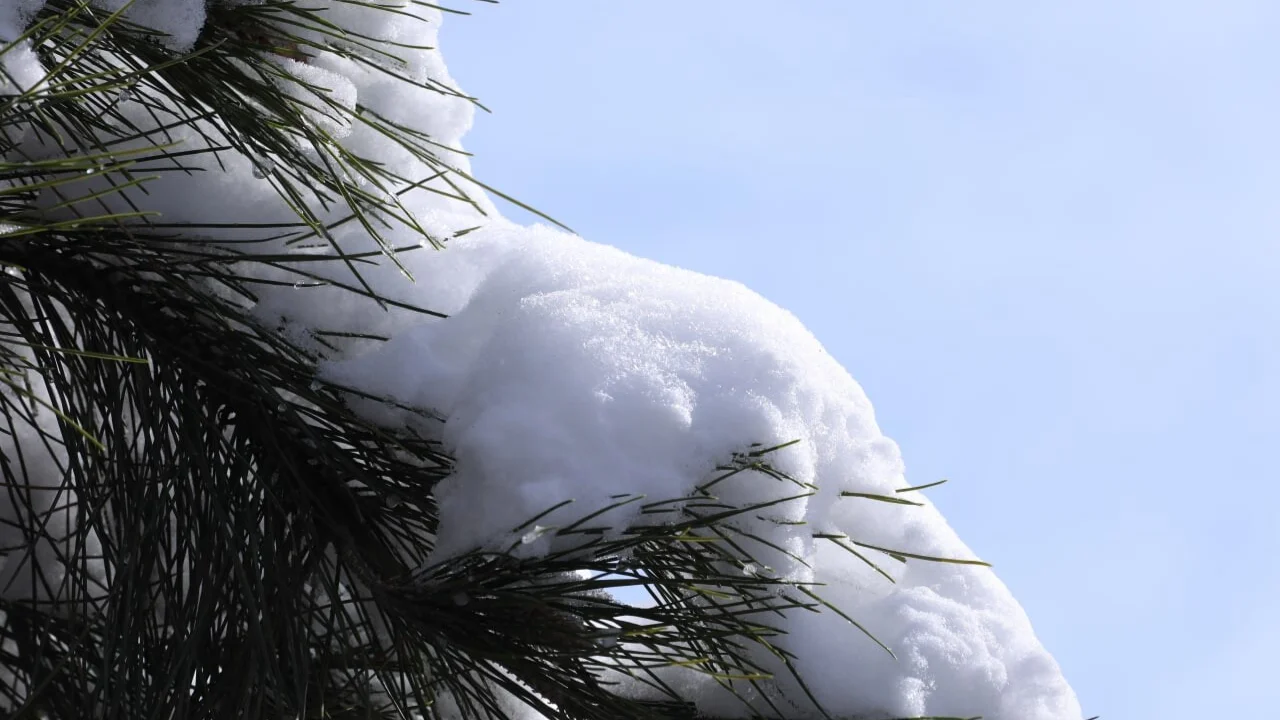 24 dekabr kuni barcha hududlarda ob-havo qanday bo‘ladi?